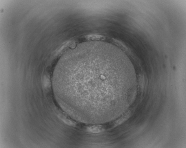 X0000065960761200603172024