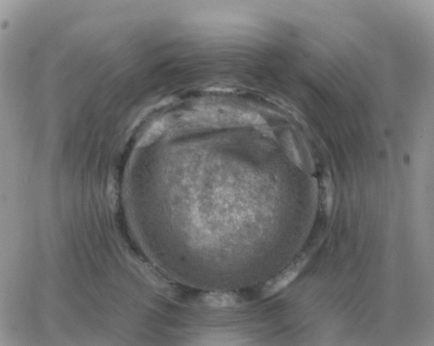 X0000065960762200603172024