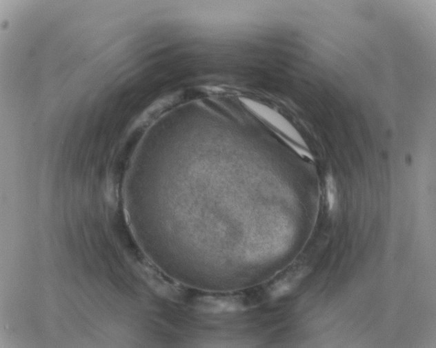 X0000065960763200603172024