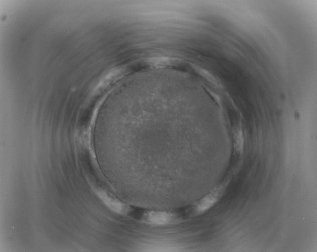 X0000065960766200603172024