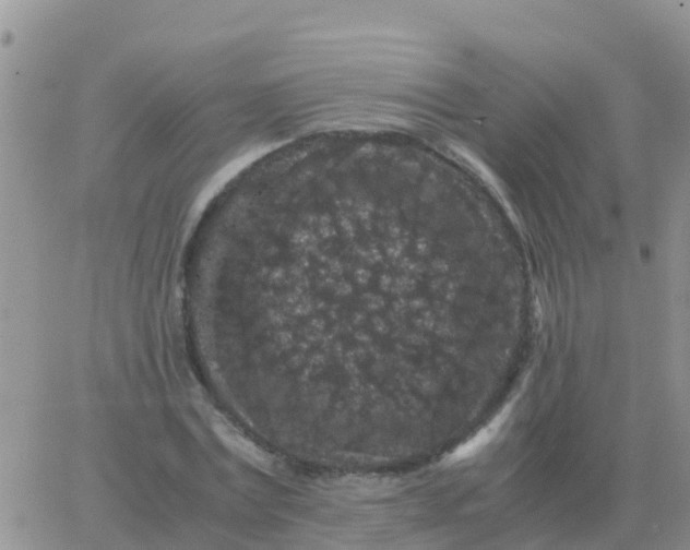 X0000065960779200603172023