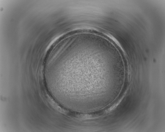 X0000065960783200603172023