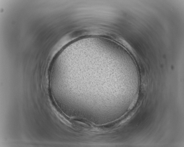 X0000065960787200603172023