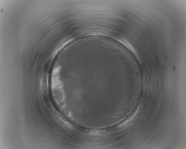 X0000065960790200603172023