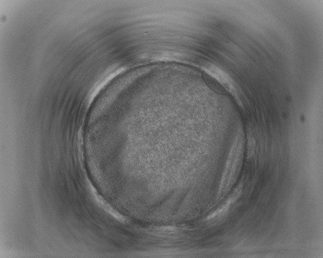 X0000065960798200603172023