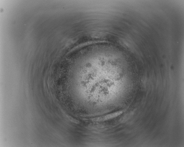 X0000065960817200603172022