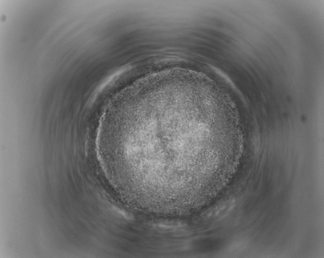 X0000065960823200603172022