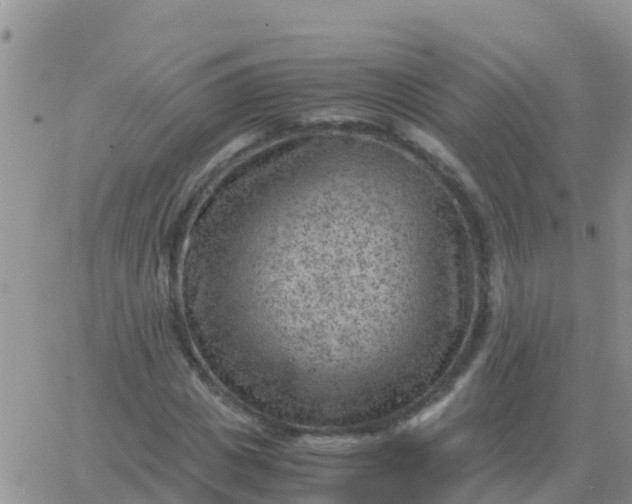 X0000065960825200603172022