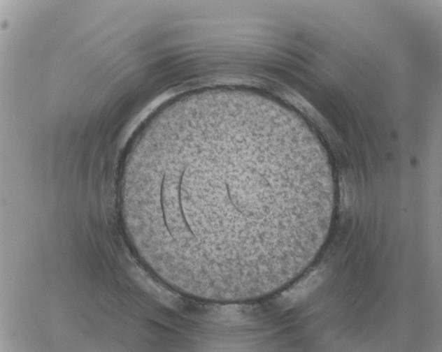 X0000065960828200603172022