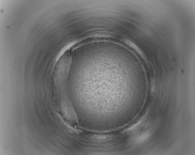 X0000065960829200603172022