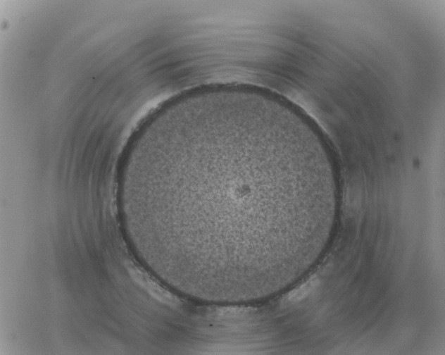 X0000065960832200603172022