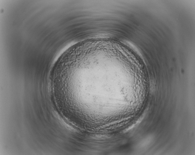 X0000065960835200603172022