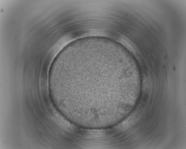 X0000065960836200603172022