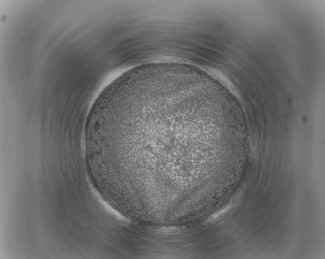 X0000065960839200603172022