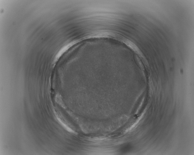 X0000065960842200603172022