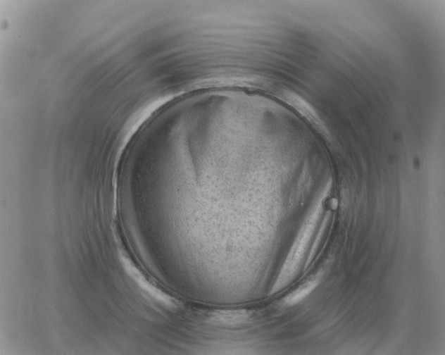 X0000065960844200603172022