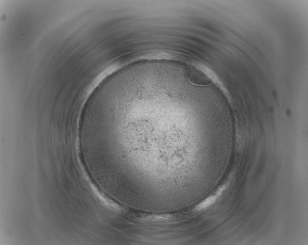 X0000065960845200603172022