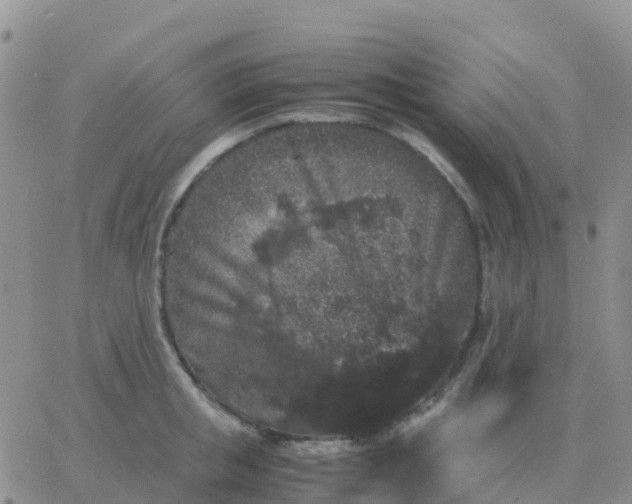 X0000065960853200603172023