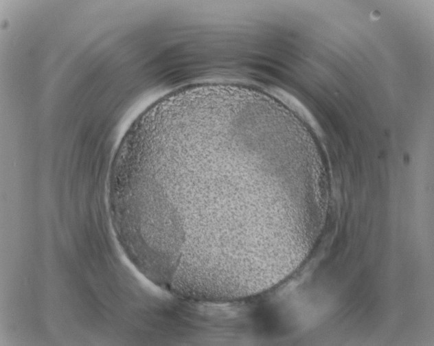 X0000065960855200603172023