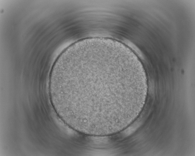 X0000065960856200603172023