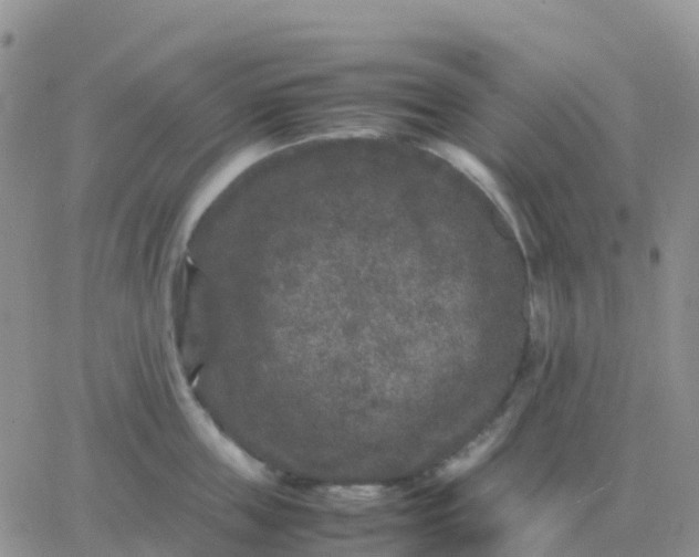 X0000065960859200603172023