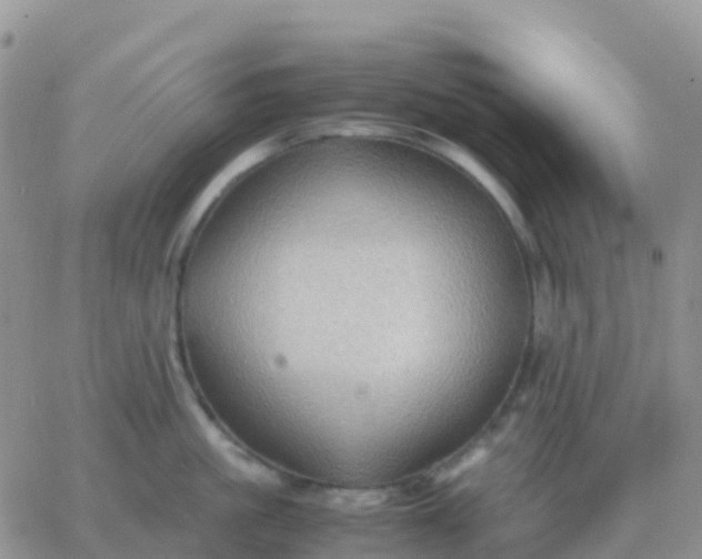 X0000065960861200603172023