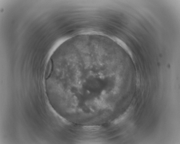 X0000065960863200603172023