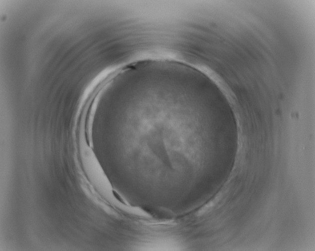 X0000065960864200603172023