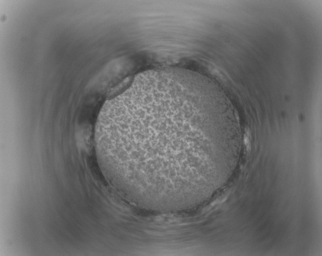 X0000065960867200603172022