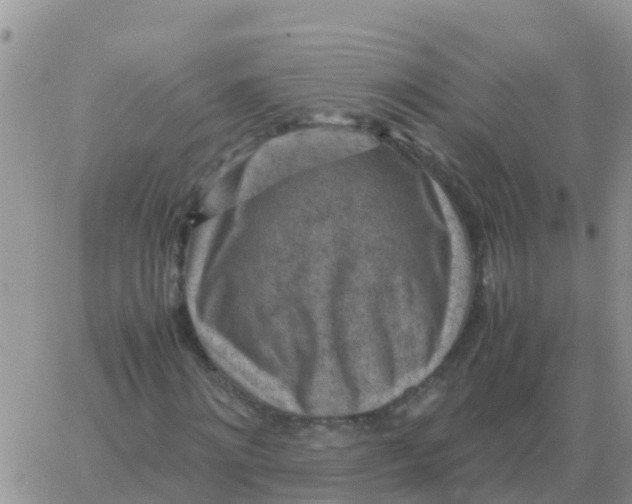 X0000065960868200603172022