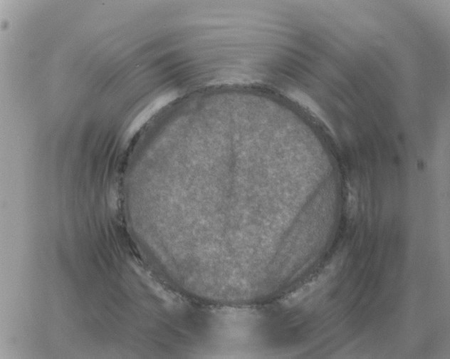 X0000065960874200603172022