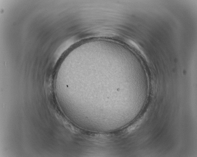 X0000065960875200603172022