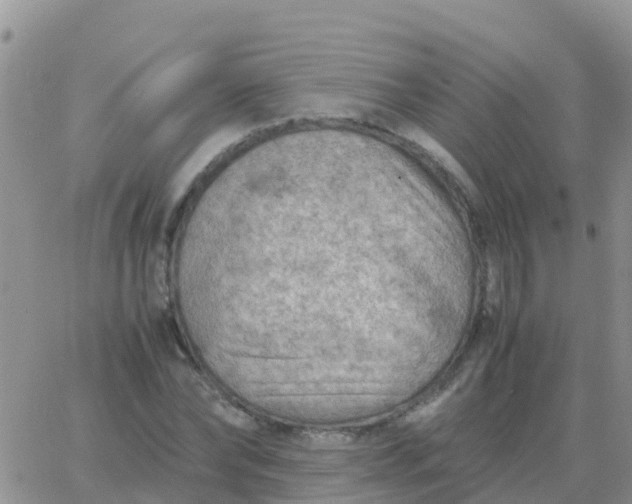 X0000065960878200603172022