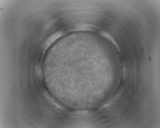 X0000065960882200603172022