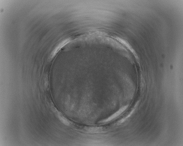 X0000065960889200603172022