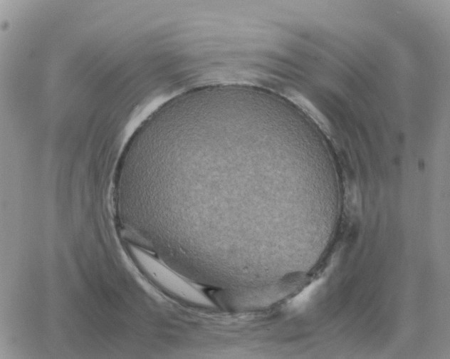 X0000065960893200603172022