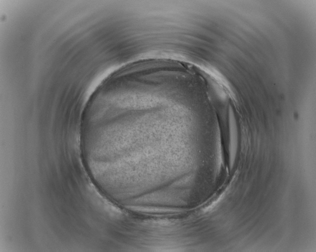 X0000065960896200603172021