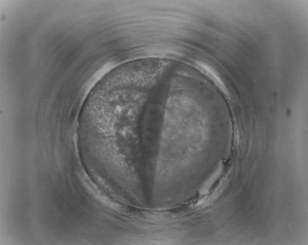 X0000065960899200603172021