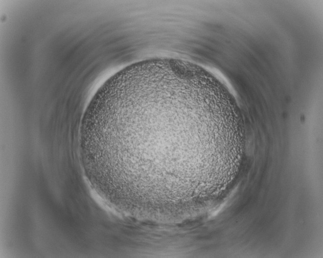 X0000065960903200603172021