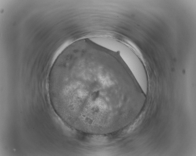 X0000065960907200603172021