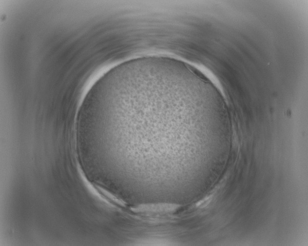 X0000065960911200603172021