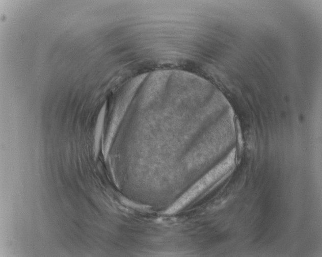 X0000065960916200603172020