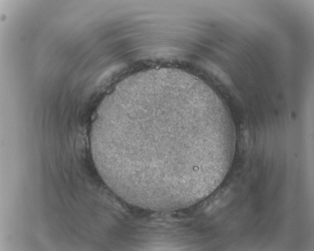 X0000065960918200603172020