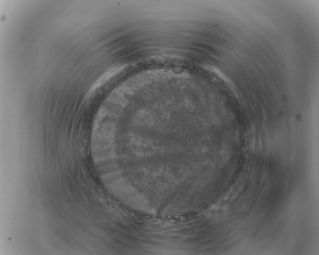 X0000065960919200603172020