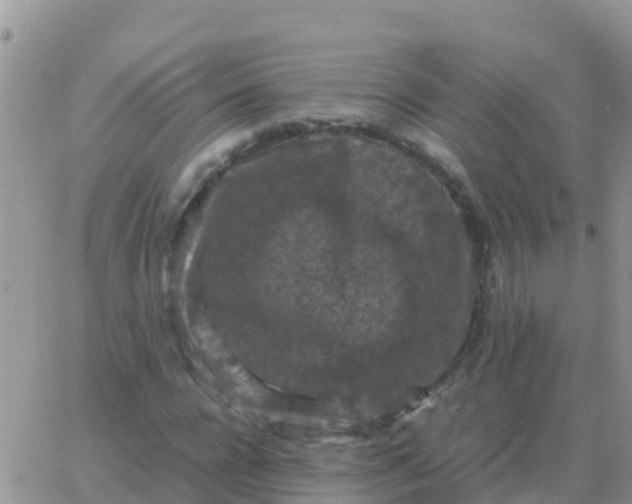 X0000065960920200603172020