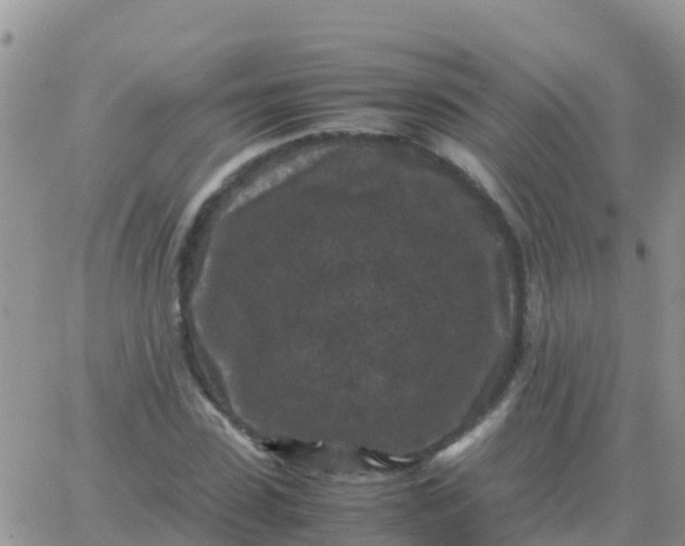 X0000065960923200603172020