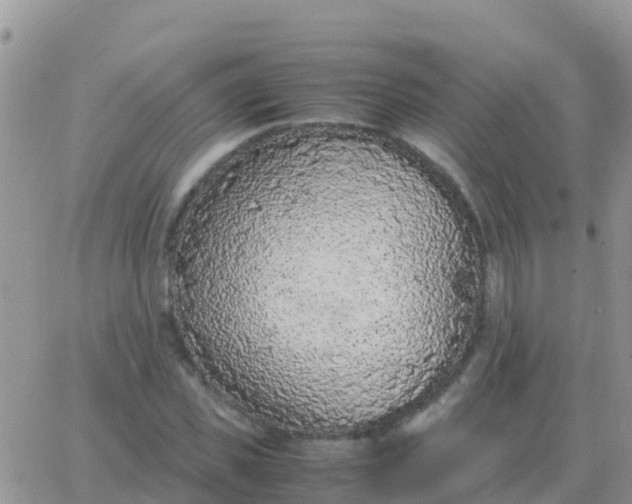 X0000065960925200603172021