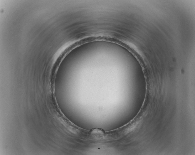 X0000065960927200603172021