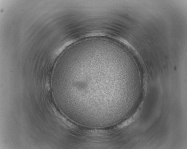 X0000065960929200603172021