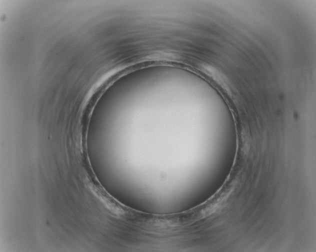 X0000065960931200603172021